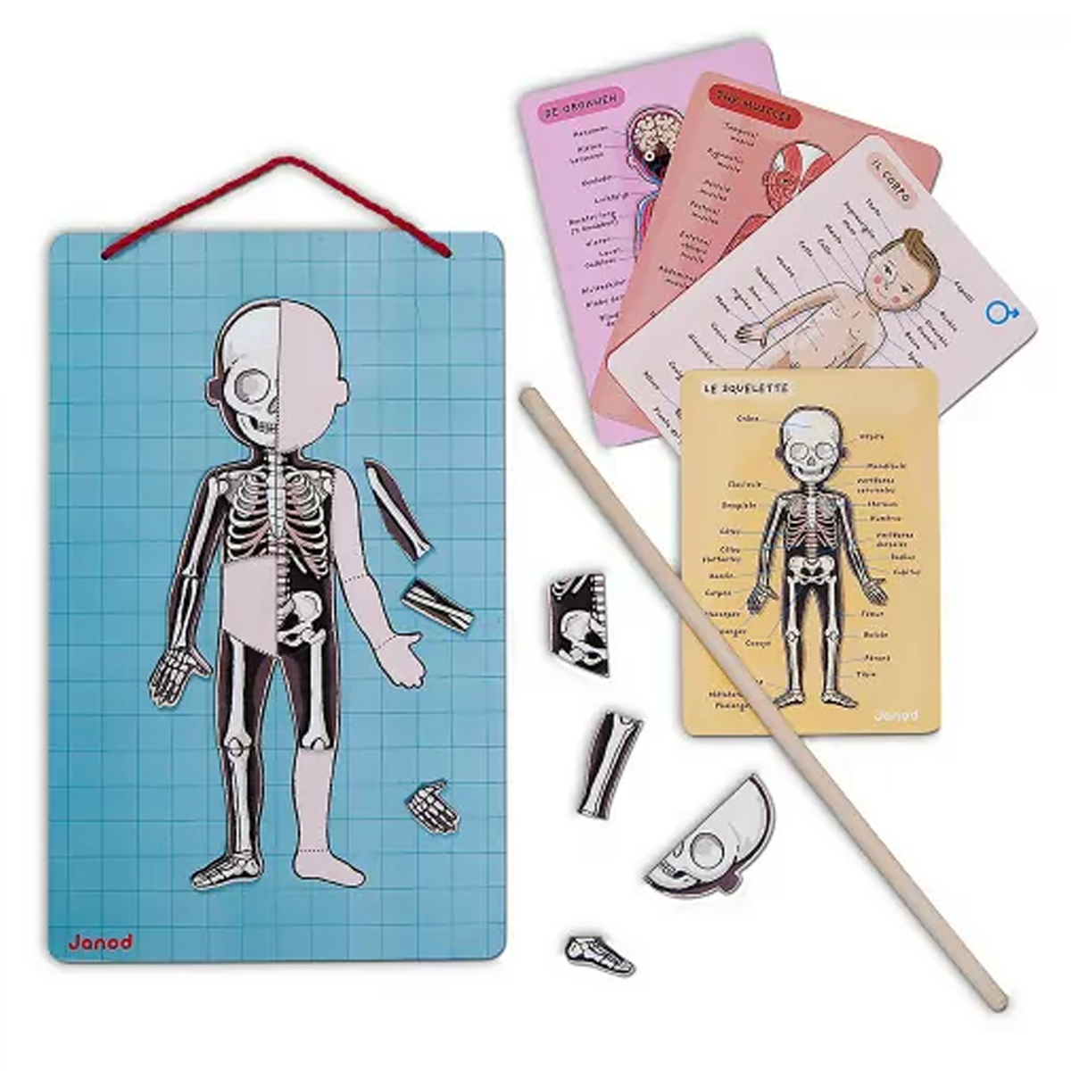 02_Janod kropsmagneter-2.png